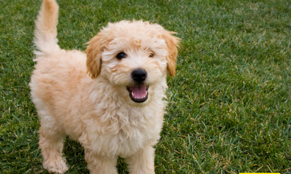 Understanding the Goldendoodle Temperament